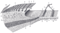 Limbus laminae spiralis i membrana basilaris