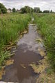 Looking south along a drainage ditch, towards the River Severn