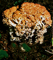 Ramaria rufescens