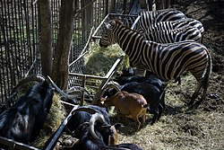 عکس از قفس حیوانات در باغ وحش تفلیس پایتخت گرجستان
