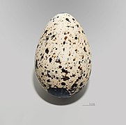 Alkeegg