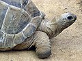 Rùa khổng lồ Aldabra (Aldabrachelys gigantea).