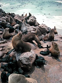 група морських котиків