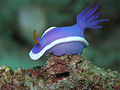 Hypselodoris bullocki