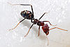 Una formiga