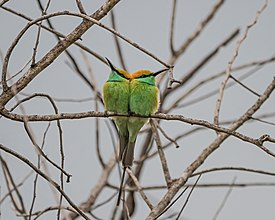 Две малые зелёные щурки, национальный парк Яла. Слева — молодая птица без средних перьев хвоста