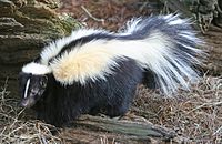 Striped skunk (Mephitis mephitis)