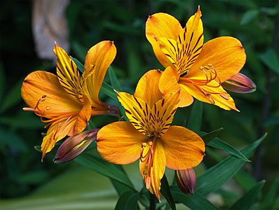 Alstroemeria aurantiaca, by JJ Harrison