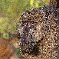 Female P. u. griseipes Chobe