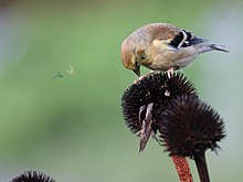 Un Chardonneret perché sur la fleur séchée d'un échinacée pourpre pour se nourrir de ses graines. L'oiseau a le bec vers la fleur, on distingue une graine en train de voler à proximité.
