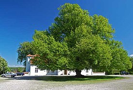 Общий вид взрослого дерева, образованного семью сросшимися растениями, Зеландия, Дания