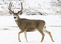 mule deer