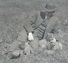 The wildlife illustrator Robert Bruce Horsfall sitting on the grass with three bobcat cubs.