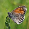 Small heath Coenonympha pamphilus