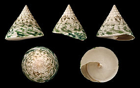 Tectus pyramis, un Tegulidae.