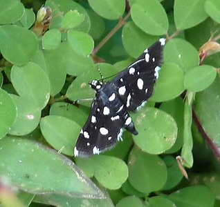 Bocchoris inspersalis sobre un Desmodium triflorum