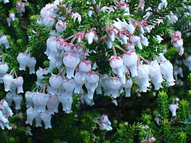 Erica glomiflora