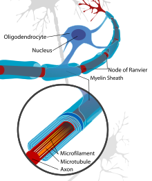 Représentation de neurone nerveux centraux.