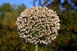 Infiorescenza di Allium cepa