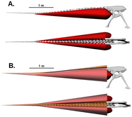 Cross section through the tail of Carnotaurus, showing the enlarged caudofemoralis muscle and the V-shaped caudal ribs