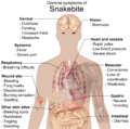 Image 7Most common symptoms of any kind of snake bite envenomation. Furthermore, there is vast variation in symptoms between bites from different types of snakes. (from Snake)