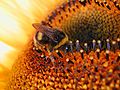 Ong nghệ hút mật hoa hướng dương.