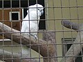 A white parrot