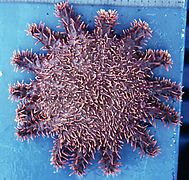 Acanthaster « ellisi » du Golfe de Californie.