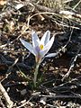 Crocus nevadensis (F)