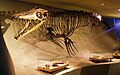 Реконструированный скелет NHMM 006696. Музей естественной истории Маастрихта, Нидерланды