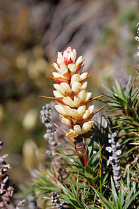 Richea scoparia, by JJ Harrison