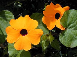 Szárnyas feketeszem (Thunbergia alata)