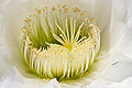 Echinopsis spachiana flower at Plant sexuality, by Fir0002, by Richard Bartz