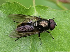 Cheilosia vernalis (mâle)