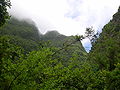 Coed llawryf (Laurisilva), Los Tilos, La Palma