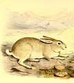 Yarkand hare