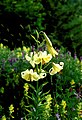 Lilium kesselringianum