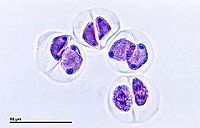 Delende moedercellen in het stuifmeel van een Lelie (1600x)