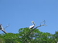 Pelikan na drzewie w Sian Ka'an