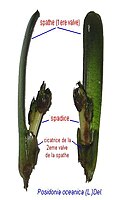 Inflorescence de P.oceanica. La spathe foliacée, dont une valve a été arrachée, enserre un spadice verdâtre