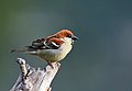 Cinnamon sparrow