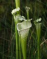 8. A kürtvirág (Sarracenia) nemzetségébe tartozó Sarracenia leucophylla a brooklyni botanikus kertben (New York) (javítás)/(csere)
