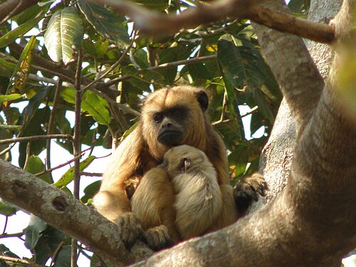 Howler monkey