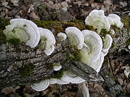 Pūkuotoji kempė (Trametes hirsuta)