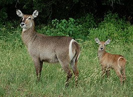 Waterbok