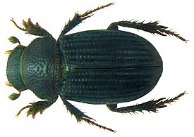 Aegialia sabuleti