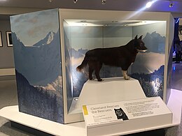 A large, four-sided structure with a glass panel on one side that houses the taxidermied remains of Balto, who is standing on top of a large white platform. At the base of the structure and underneath the white platform is a panel that includes the following text: "Cleveland Rescues the Rescuers... In 1925, an Alaskan sled dog named Balto saved lives in Nome. In 1927, the citizens of Cleveland saved Balto!"