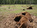 Bizoni v rezervaci Bělověžský prales