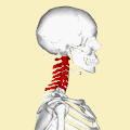 Položaj vratnih pršljenova (prikazan u crvenom)