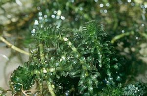 검정말(Hydrilla verticillata)